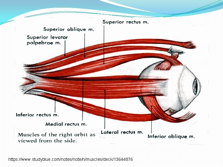 https: //www. studyblue. com/notes/note/n/muscles/deck/13644876 