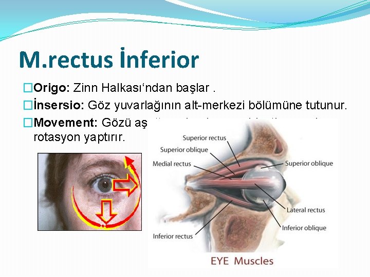 M. rectus İnferior �Origo: Zinn Halkası‘ndan başlar. �İnsersio: Göz yuvarlağının alt-merkezi bölümüne tutunur. �Movement: