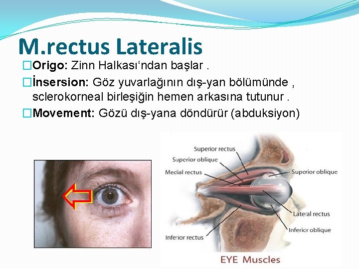 M. rectus Lateralis �Origo: Zinn Halkası‘ndan başlar. �İnsersion: Göz yuvarlağının dış-yan bölümünde , sclerokorneal