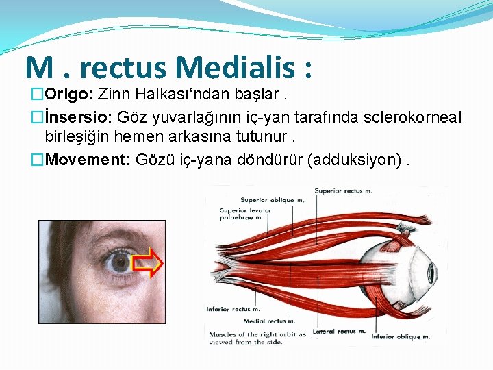 M. rectus Medialis : �Origo: Zinn Halkası‘ndan başlar. �İnsersio: Göz yuvarlağının iç-yan tarafında sclerokorneal