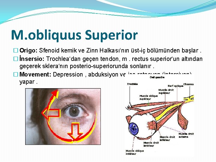 M. obliquus Superior � Origo: Sfenoid kemik ve Zinn Halkası‘nın üst-iç bölümünden başlar. �