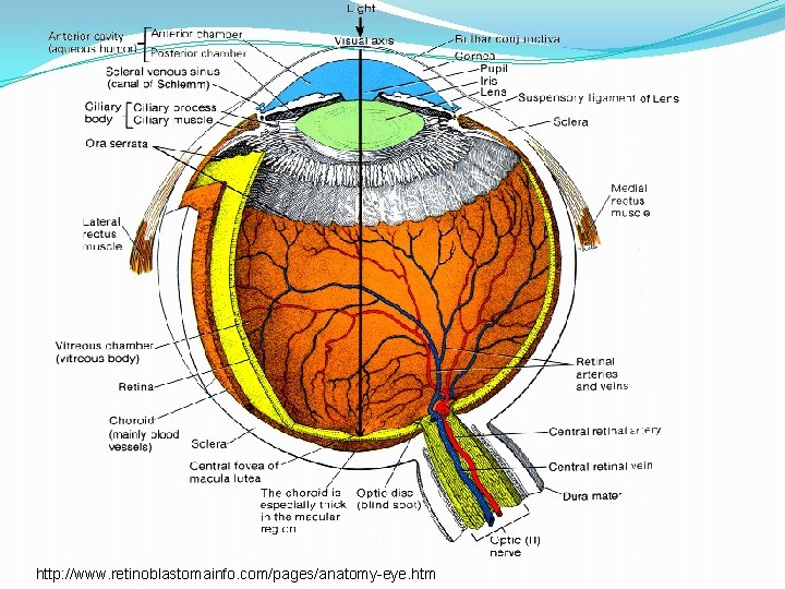 http: //www. retinoblastomainfo. com/pages/anatomy-eye. htm 