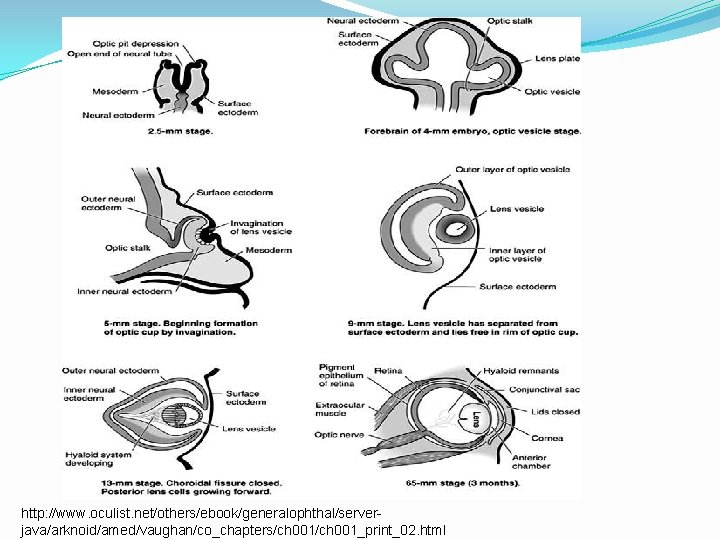 http: //www. oculist. net/others/ebook/generalophthal/serverjava/arknoid/amed/vaughan/co_chapters/ch 001_print_02. html 