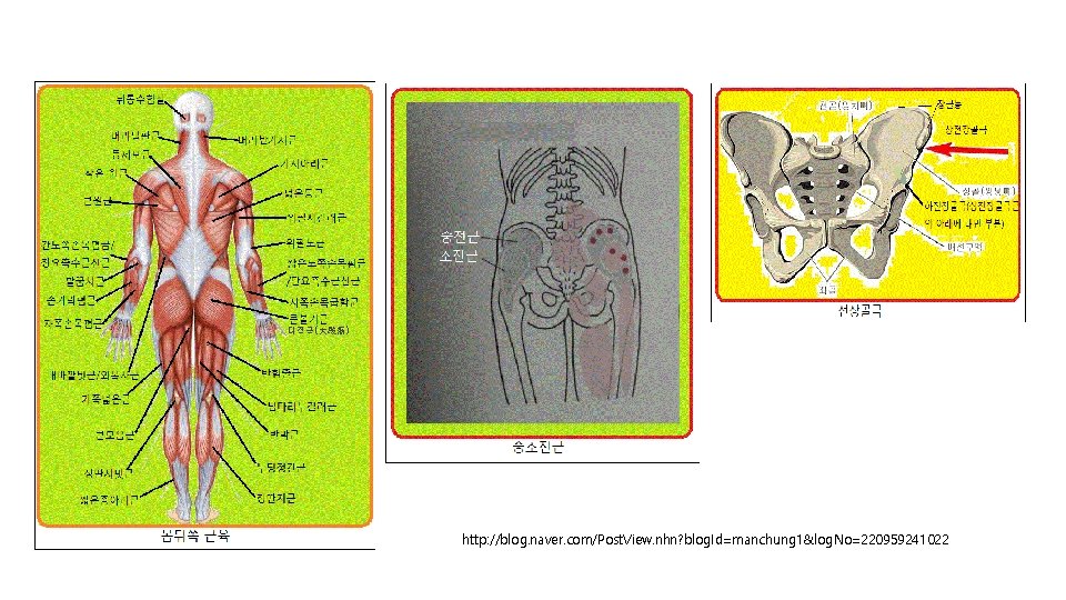 대전근(大殿筋) http: //blog. naver. com/Post. View. nhn? blog. Id=manchung 1&log. No=220959241022 