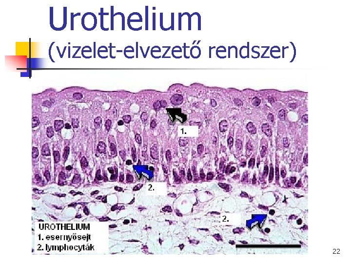 Urothelium (vizelet-elvezető rendszer) 22 