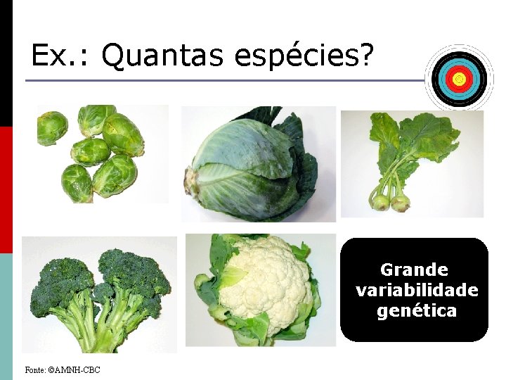 Ex. : Quantas espécies? Grande variabilidade genética Fonte: ©AMNH-CBC 