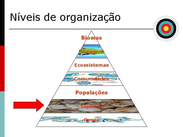 Níveis de organização Biomas Paisagens Ecossistemas Comunidades Populações Espécies Genes 