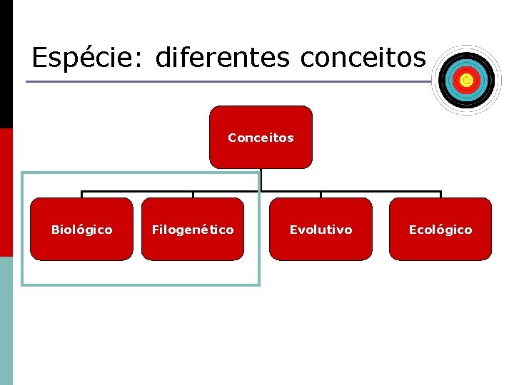 Espécie: diferentes conceitos Conceitos Biológico Filogenético Evolutivo Ecológico 