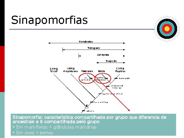 Sinapomorfias Sinapomorfia: característica compartilhada por grupo que diferencia de ancestrais e é compartilhada pelo