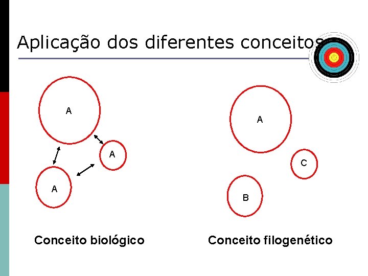 Aplicação dos diferentes conceitos A A Conceito biológico C B Conceito filogenético 