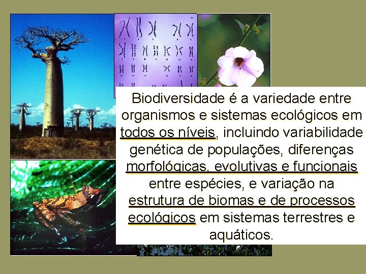 Biodiversidade é a variedade entre organismos e sistemas ecológicos em todos os níveis, incluindo