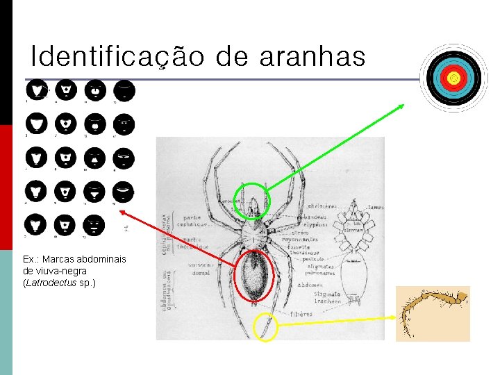 Identificação de aranhas Ex. : Marcas abdominais de viuva-negra (Latrodectus sp. ) 