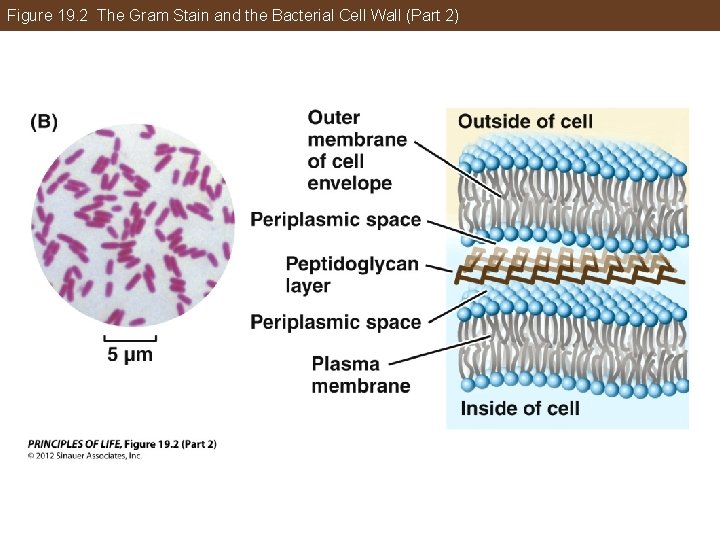 Figure 19. 2 The Gram Stain and the Bacterial Cell Wall (Part 2) 