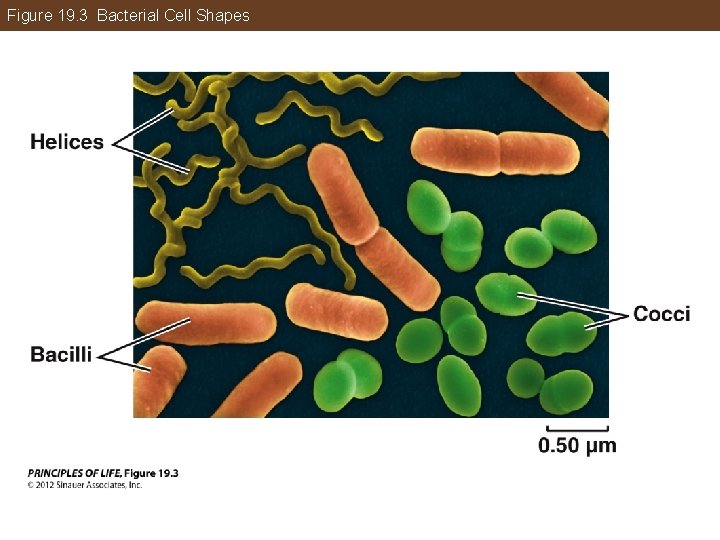 Figure 19. 3 Bacterial Cell Shapes 