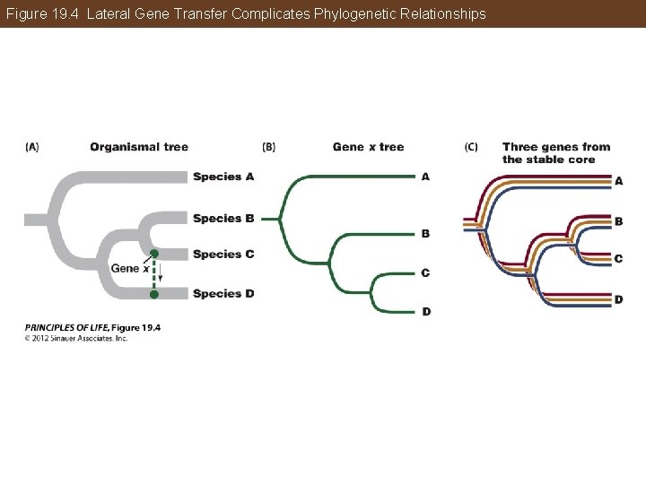 Figure 19. 4 Lateral Gene Transfer Complicates Phylogenetic Relationships 