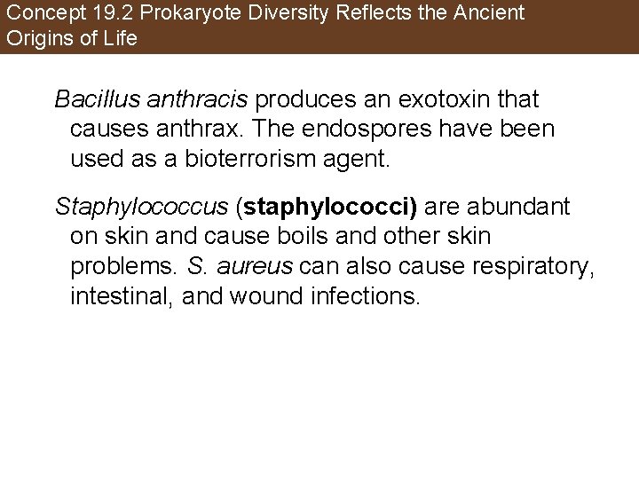 Concept 19. 2 Prokaryote Diversity Reflects the Ancient Origins of Life Bacillus anthracis produces