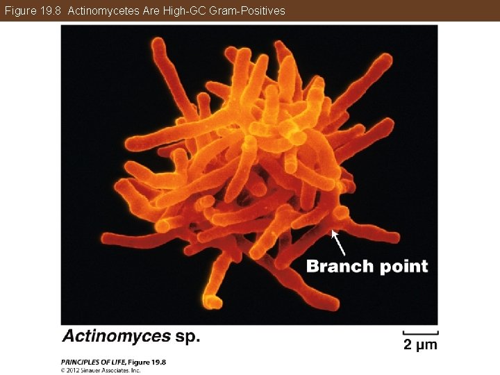 Figure 19. 8 Actinomycetes Are High-GC Gram-Positives 