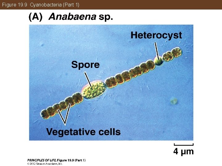 Figure 19. 9 Cyanobacteria (Part 1) 