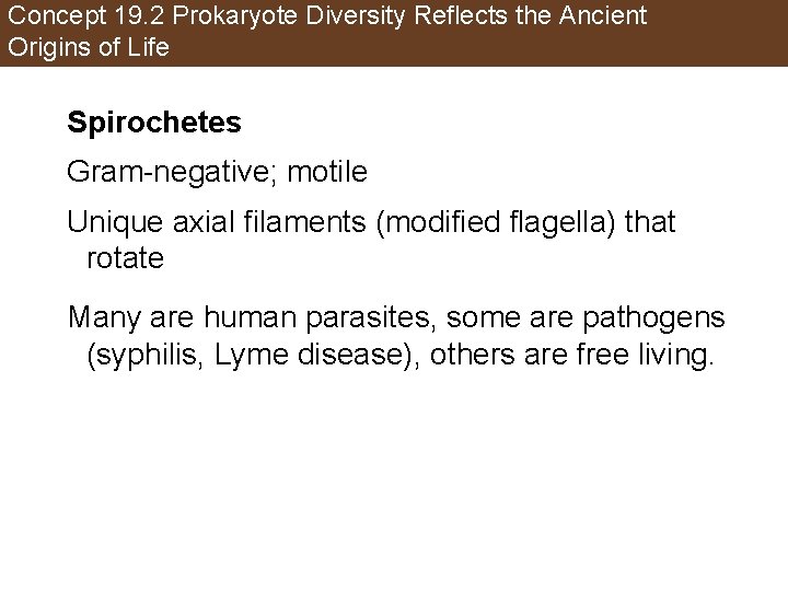 Concept 19. 2 Prokaryote Diversity Reflects the Ancient Origins of Life Spirochetes Gram-negative; motile