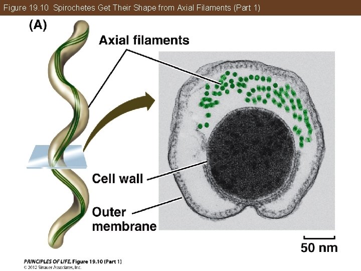 Figure 19. 10 Spirochetes Get Their Shape from Axial Filaments (Part 1) 