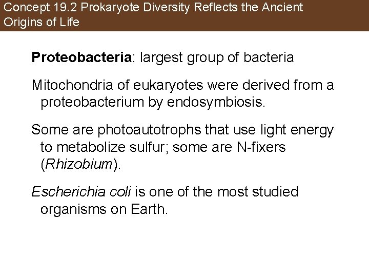 Concept 19. 2 Prokaryote Diversity Reflects the Ancient Origins of Life Proteobacteria: largest group