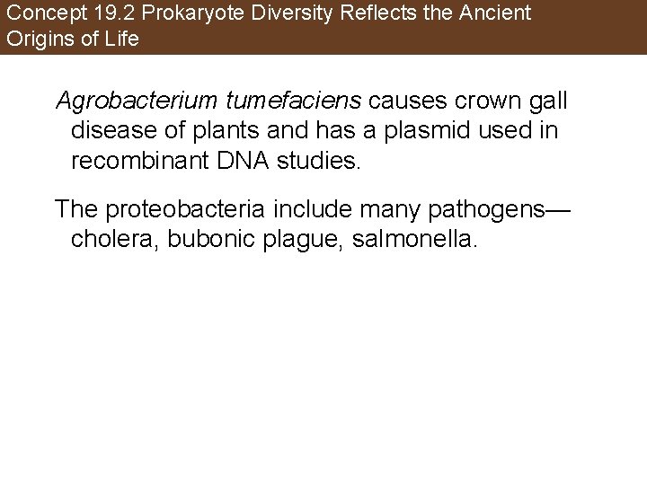 Concept 19. 2 Prokaryote Diversity Reflects the Ancient Origins of Life Agrobacterium tumefaciens causes