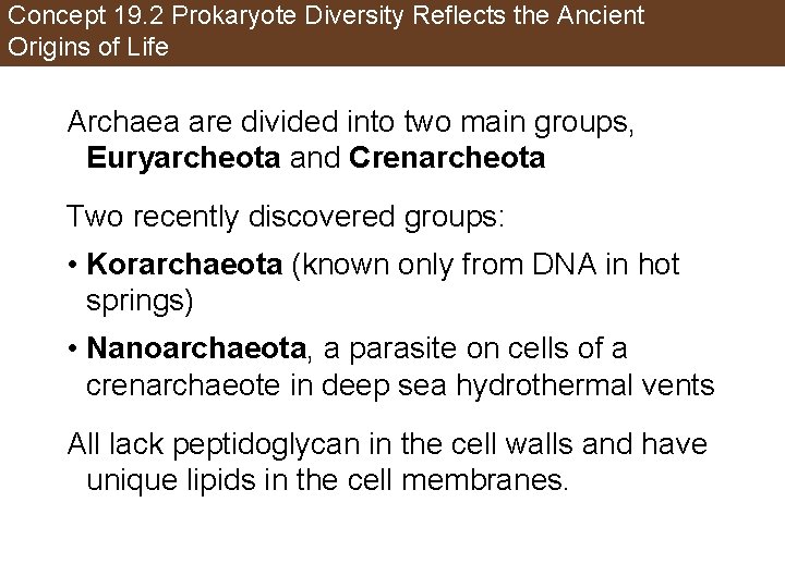 Concept 19. 2 Prokaryote Diversity Reflects the Ancient Origins of Life Archaea are divided