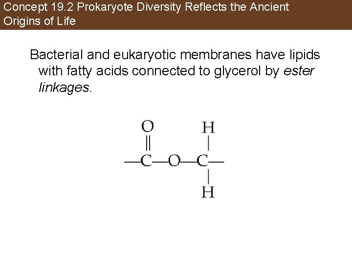 Concept 19. 2 Prokaryote Diversity Reflects the Ancient Origins of Life Bacterial and eukaryotic