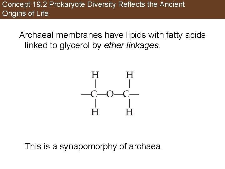 Concept 19. 2 Prokaryote Diversity Reflects the Ancient Origins of Life Archaeal membranes have