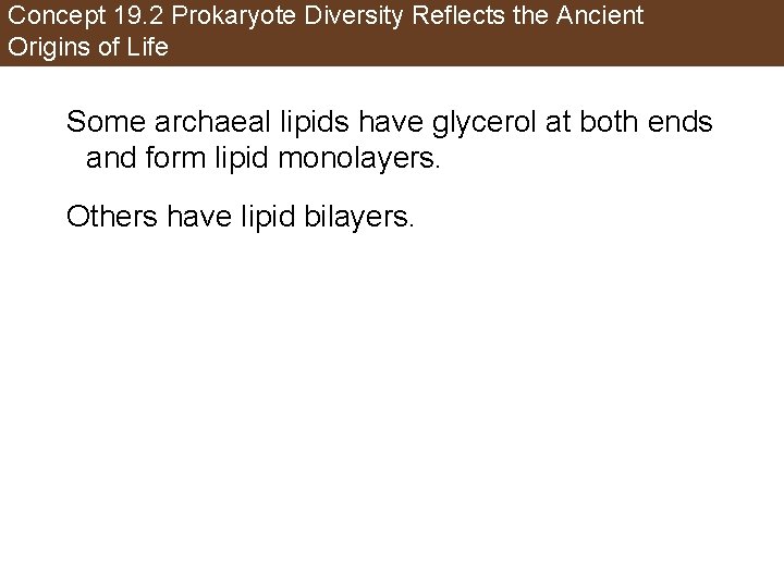 Concept 19. 2 Prokaryote Diversity Reflects the Ancient Origins of Life Some archaeal lipids