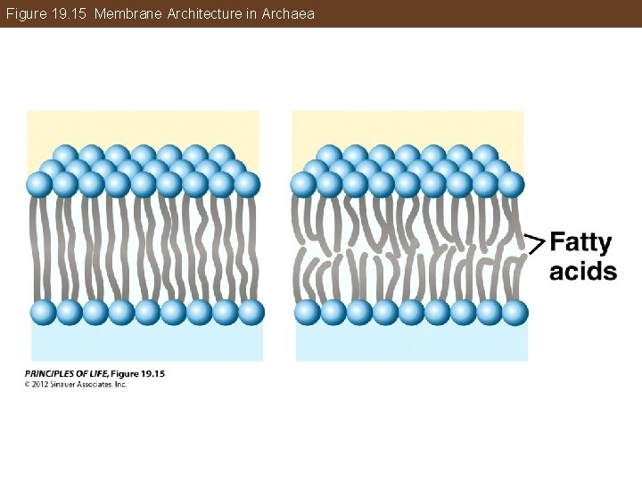 Figure 19. 15 Membrane Architecture in Archaea 