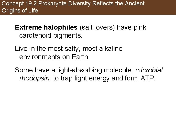 Concept 19. 2 Prokaryote Diversity Reflects the Ancient Origins of Life Extreme halophiles (salt