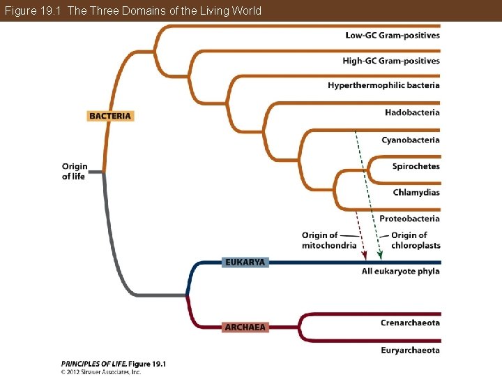 Figure 19. 1 The Three Domains of the Living World 