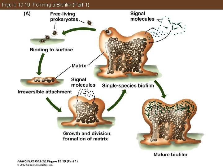 Figure 19. 19 Forming a Biofilm (Part 1) 