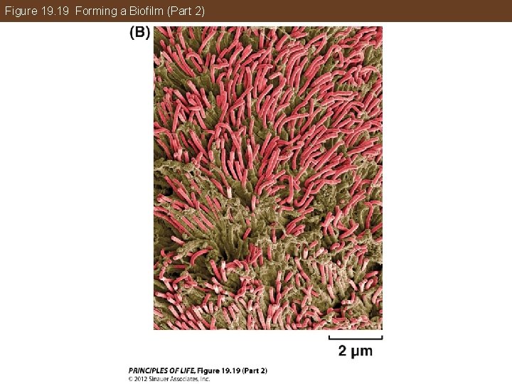 Figure 19. 19 Forming a Biofilm (Part 2) 