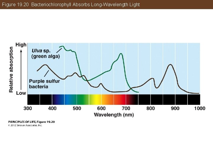 Figure 19. 20 Bacteriochlorophyll Absorbs Long-Wavelength Light 