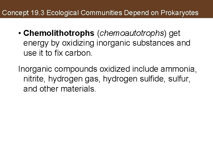 Concept 19. 3 Ecological Communities Depend on Prokaryotes • Chemolithotrophs (chemoautotrophs) get energy by