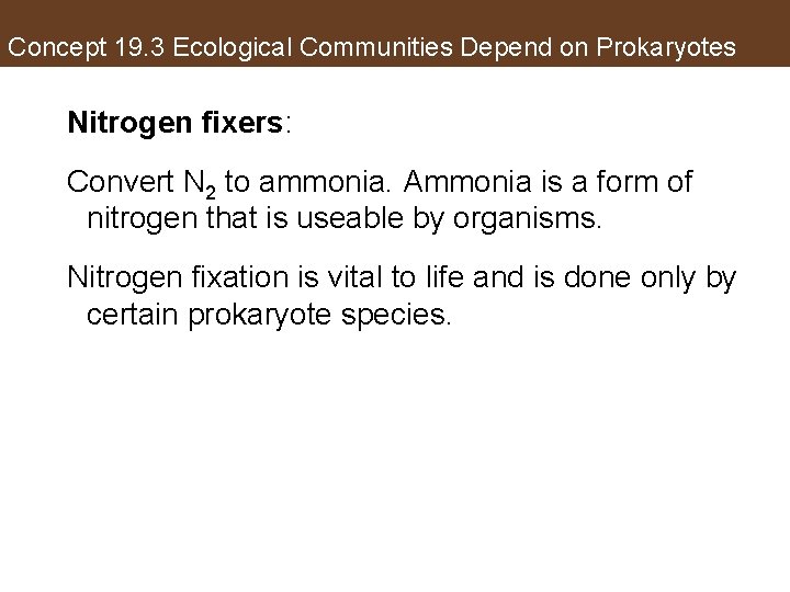 Concept 19. 3 Ecological Communities Depend on Prokaryotes Nitrogen fixers: Convert N 2 to