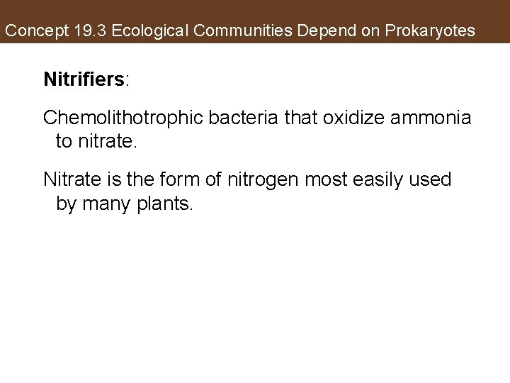 Concept 19. 3 Ecological Communities Depend on Prokaryotes Nitrifiers: Chemolithotrophic bacteria that oxidize ammonia