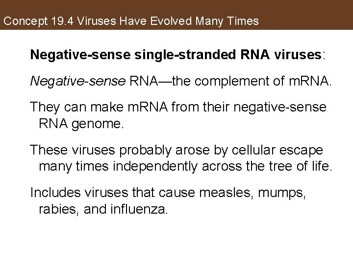 Concept 19. 4 Viruses Have Evolved Many Times Negative-sense single-stranded RNA viruses: Negative-sense RNA—the