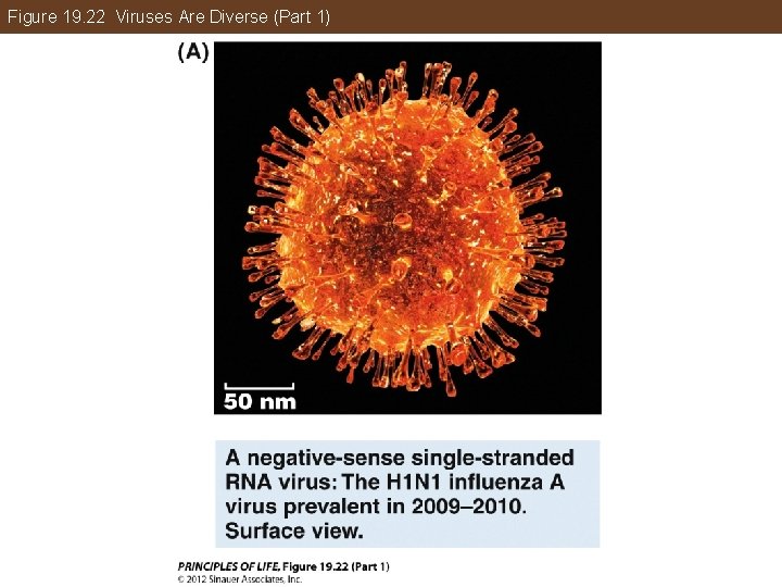 Figure 19. 22 Viruses Are Diverse (Part 1) 