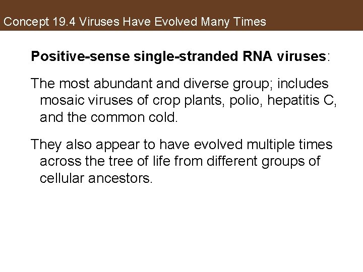 Concept 19. 4 Viruses Have Evolved Many Times Positive-sense single-stranded RNA viruses: The most