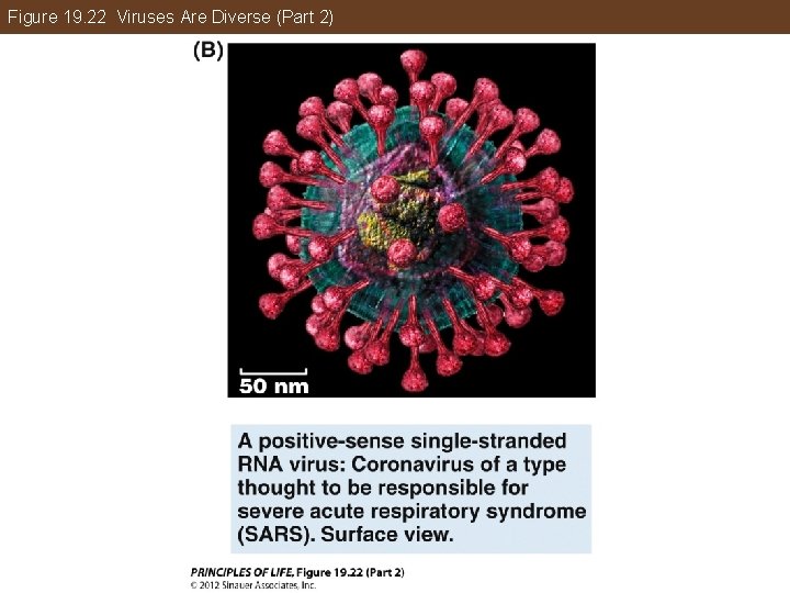 Figure 19. 22 Viruses Are Diverse (Part 2) 