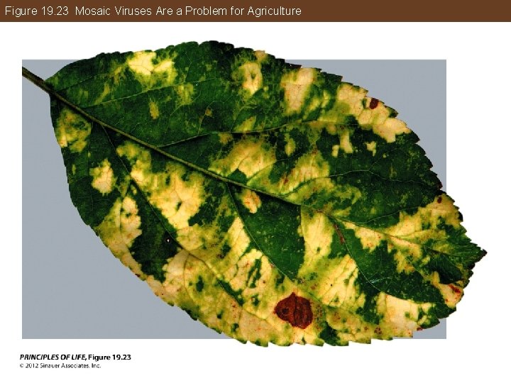 Figure 19. 23 Mosaic Viruses Are a Problem for Agriculture 