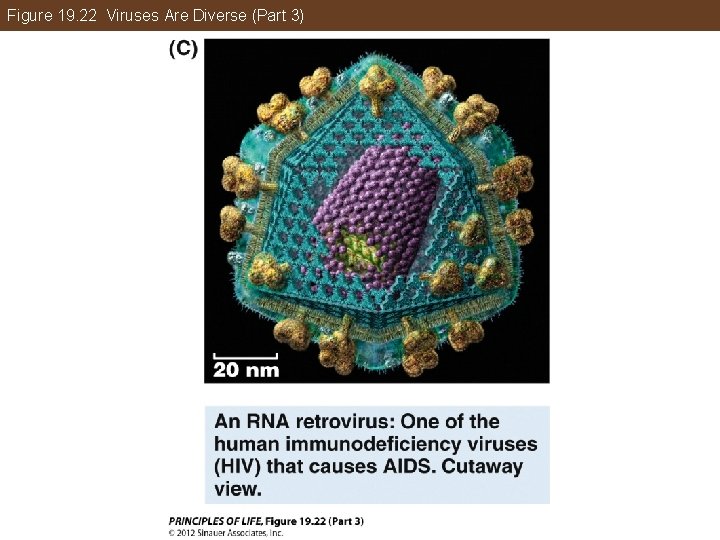 Figure 19. 22 Viruses Are Diverse (Part 3) 