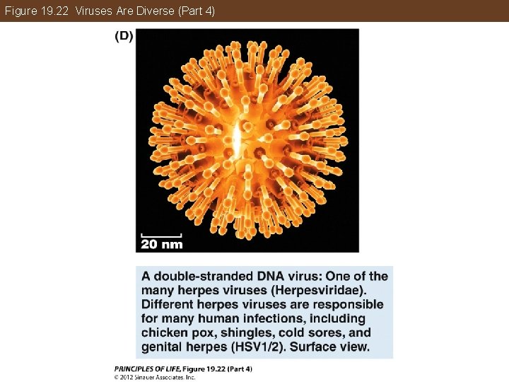 Figure 19. 22 Viruses Are Diverse (Part 4) 