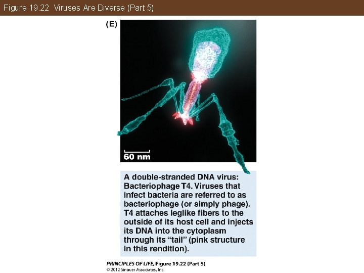 Figure 19. 22 Viruses Are Diverse (Part 5) 