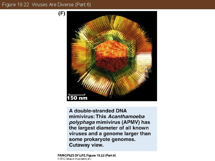 Figure 19. 22 Viruses Are Diverse (Part 6) 