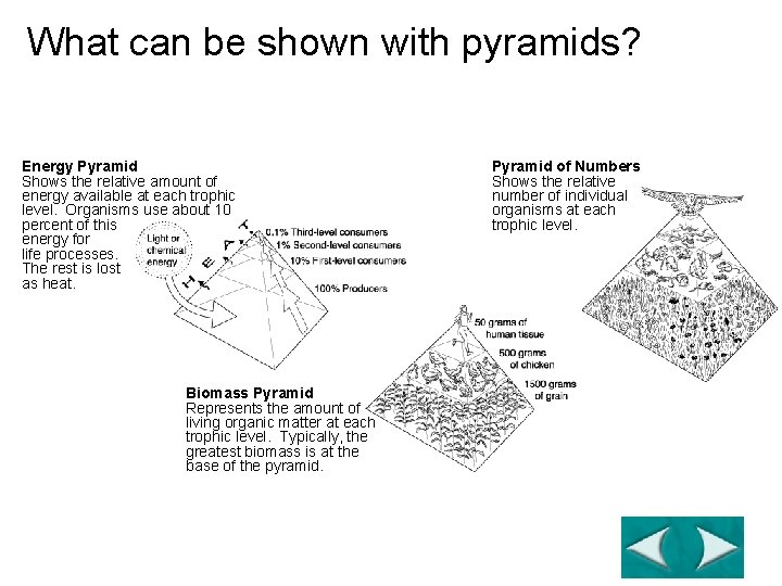 Ecological Pyramids What can be shown with pyramids? Section 3 -2 Energy Pyramid Shows