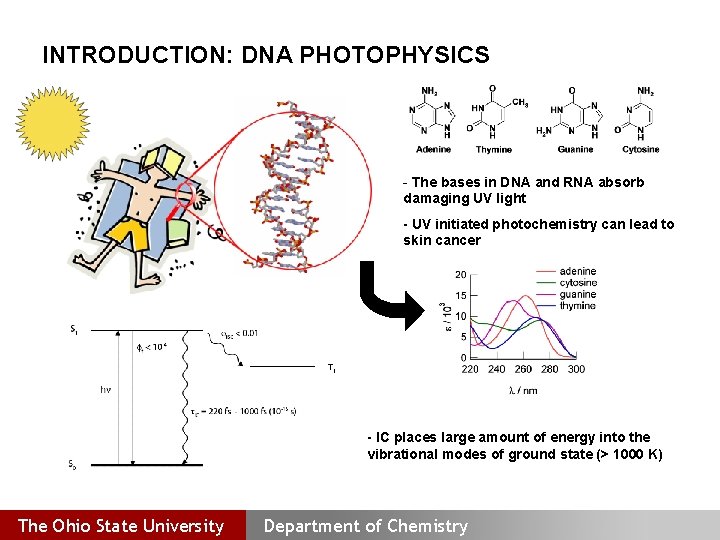 INTRODUCTION: DNA PHOTOPHYSICS - The bases in DNA and RNA absorb damaging UV light